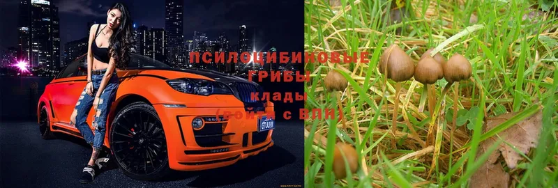 Галлюциногенные грибы Psilocybe  Баймак 